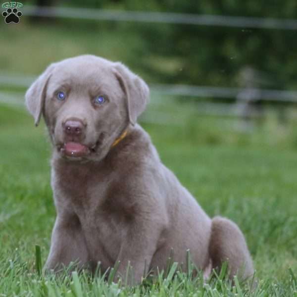 Derek, Silver Labrador Retriever Puppy
