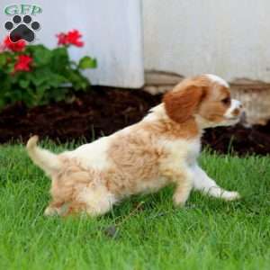Derek, Cavalier King Charles Spaniel Puppy