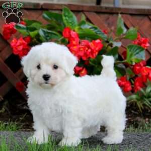 Derek, Bichon Frise Puppy
