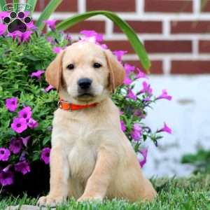 Derek, Fox Red Labrador Retriever Puppy