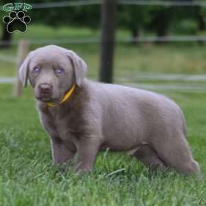 Derek, Silver Labrador Retriever Puppy
