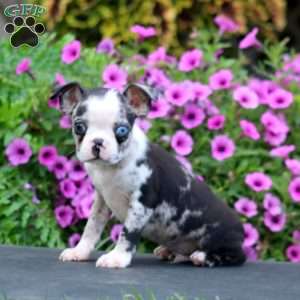 Derek, Boston Terrier Puppy