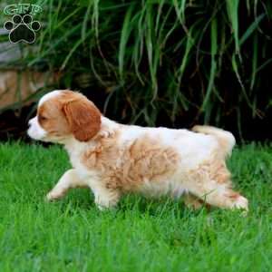 Derek, Cavalier King Charles Spaniel Puppy