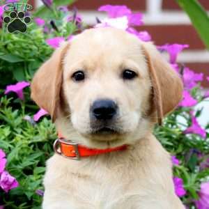 Derek, Fox Red Labrador Retriever Puppy