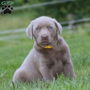 Derek, Silver Labrador Retriever Puppy
