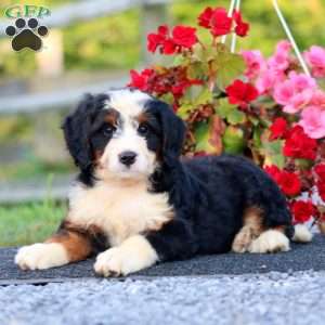 Derek, Bernedoodle Puppy