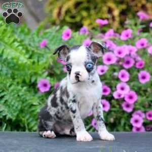 Derek, Boston Terrier Puppy
