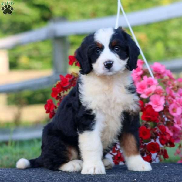 Destiny, Bernedoodle Puppy