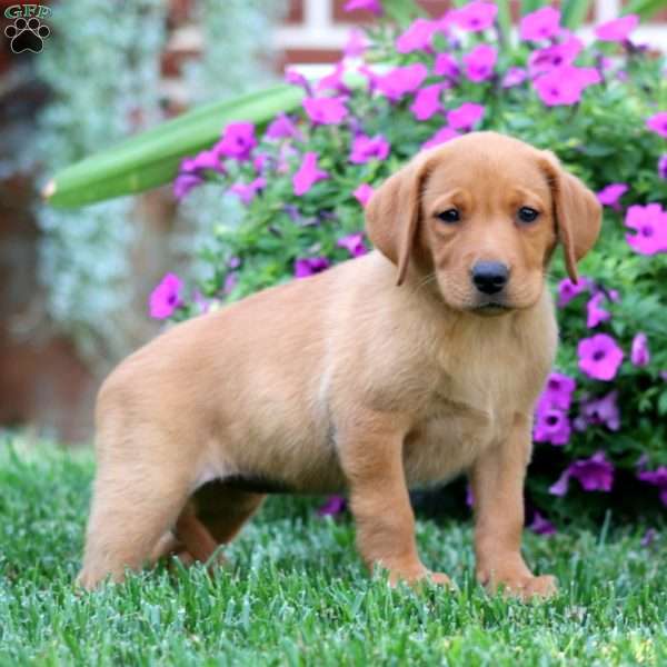 Destiny, Fox Red Labrador Retriever Puppy
