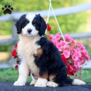 Destiny, Bernedoodle Puppy