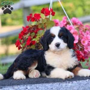 Destiny, Bernedoodle Puppy