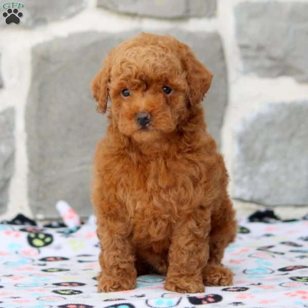Devan, Toy Poodle Puppy