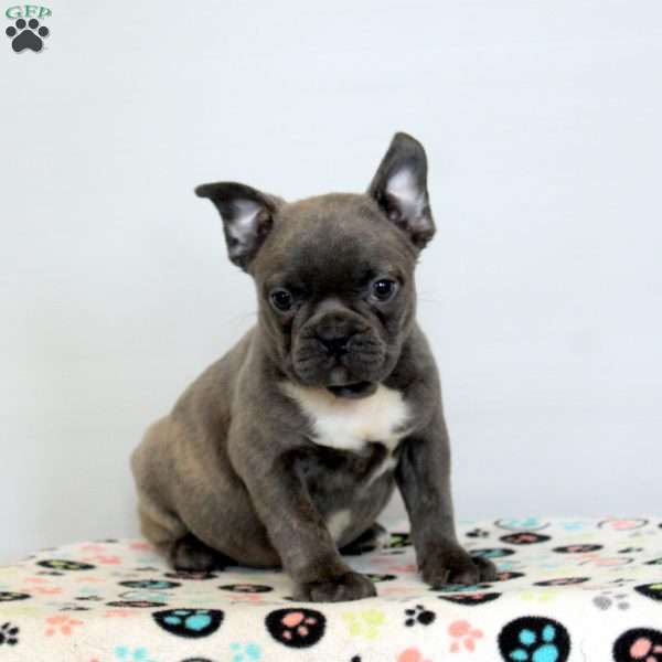 Devan, Frenchton Puppy