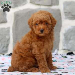 Devan, Toy Poodle Puppy