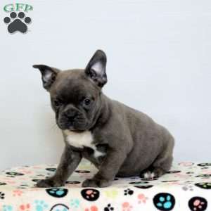 Devan, Frenchton Puppy