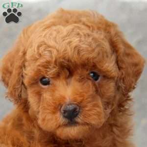 Devan, Toy Poodle Puppy