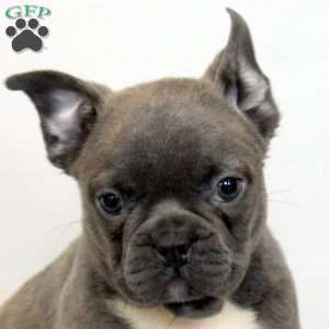 Devan, Frenchton Puppy