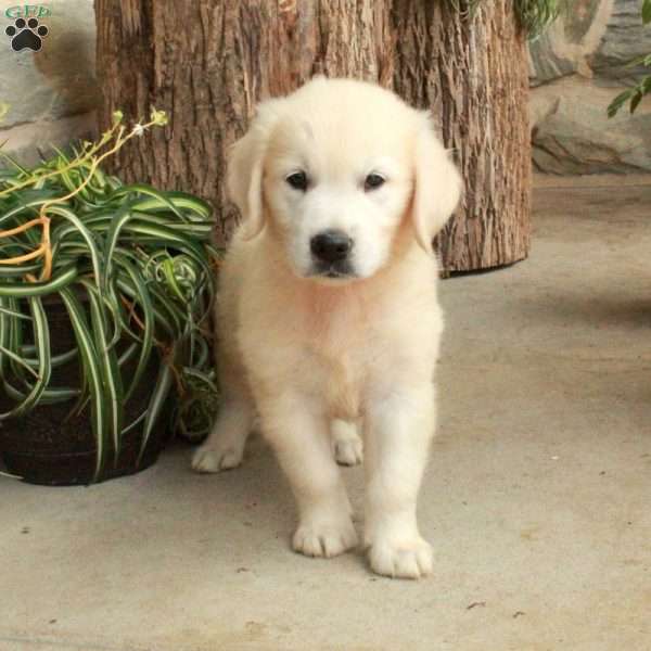 Dewey, English Cream Golden Retriever Puppy