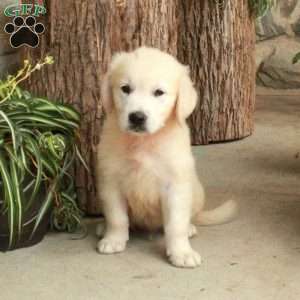 Dewey, English Cream Golden Retriever Puppy