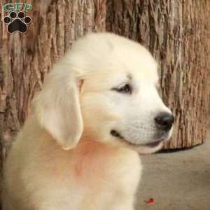 Dewey, English Cream Golden Retriever Puppy