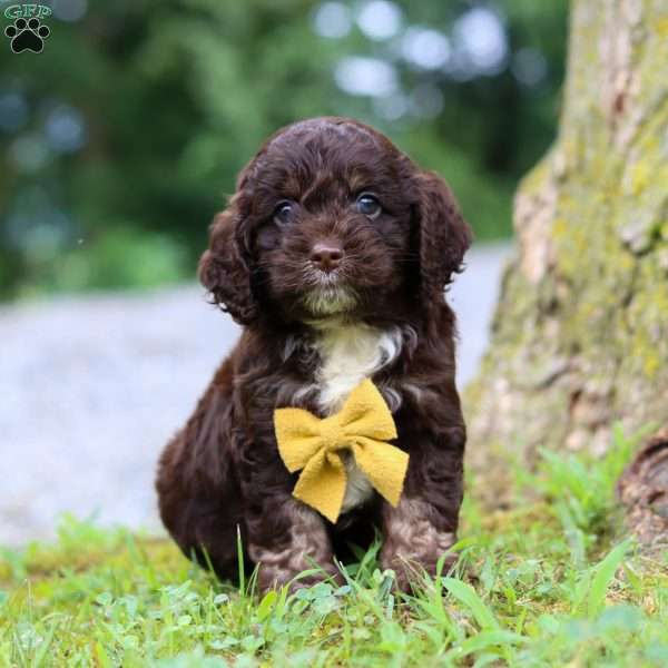 Dexter, Cockapoo Puppy