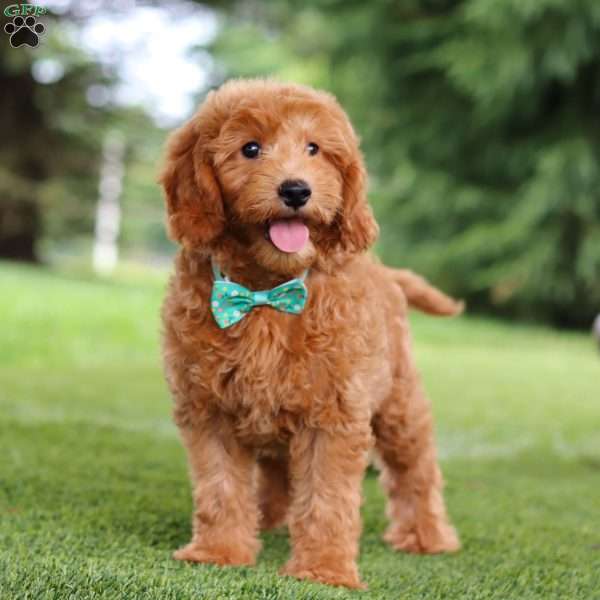 Dexter, Goldendoodle Puppy