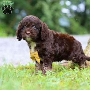 Dexter, Cockapoo Puppy