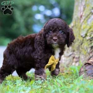 Dexter, Cockapoo Puppy