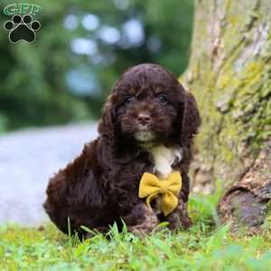 Dexter, Cockapoo Puppy