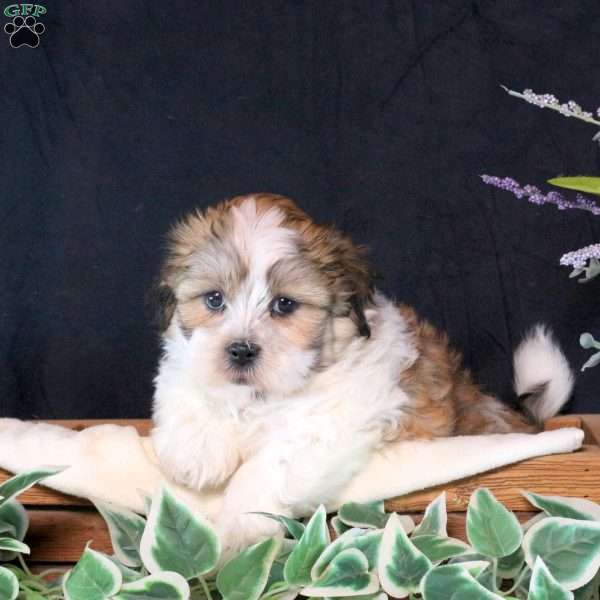 Dexter, Teddy Bear Puppy