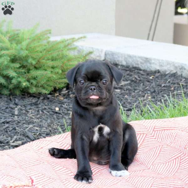 Dexter, Pug Puppy
