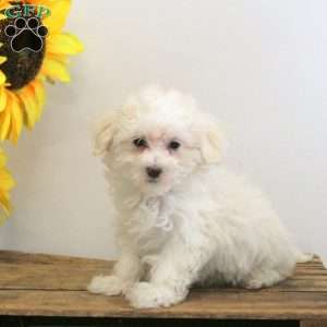 Dexter, Maltese Puppy