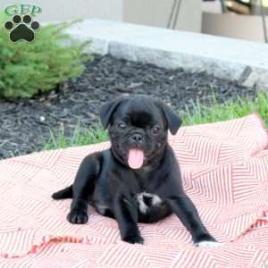 Dexter, Pug Puppy