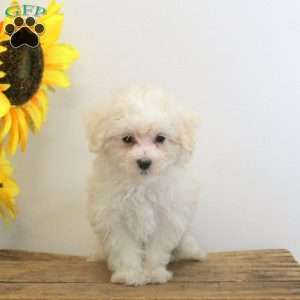 Dexter, Maltese Puppy