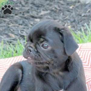 Dexter, Pug Puppy