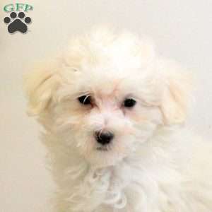 Dexter, Maltese Puppy