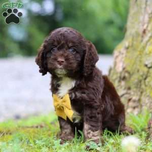 Dexter, Cockapoo Puppy