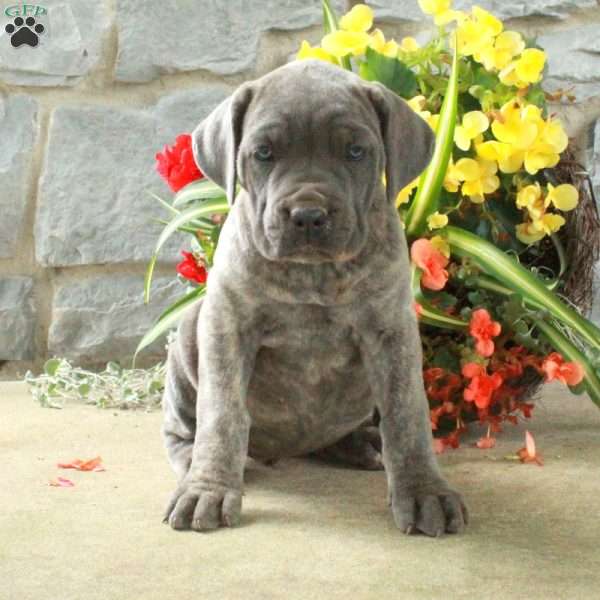 Diana, Cane Corso Puppy