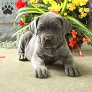 Diana, Cane Corso Puppy