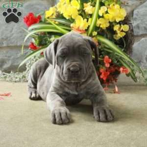 Diana, Cane Corso Puppy