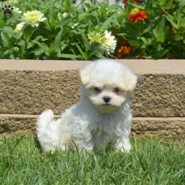 Diane, Maltese Puppy