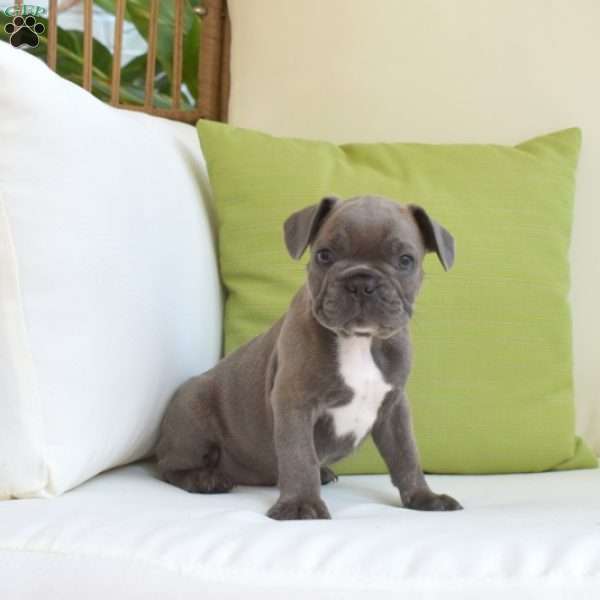 Diesel, Frenchton Puppy