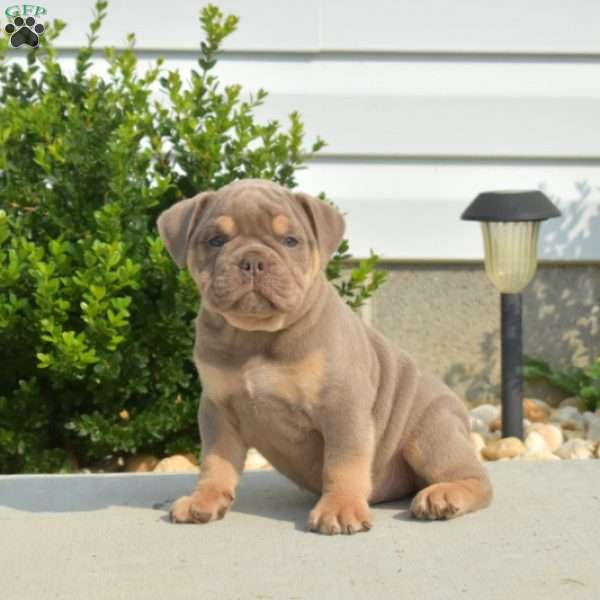 Diesel, Olde English Bulldogge Puppy