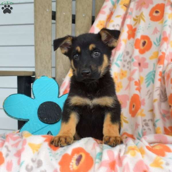 Diesel, German Shepherd Puppy