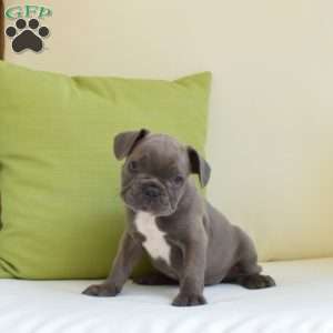 Diesel, Frenchton Puppy