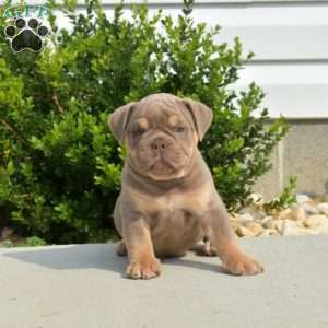 Diesel, Olde English Bulldogge Puppy