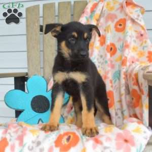 Diesel, German Shepherd Puppy