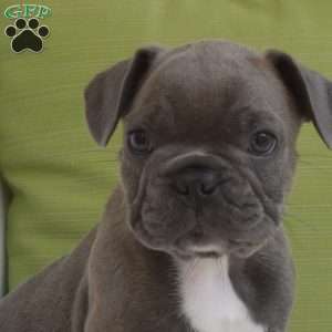 Diesel, Frenchton Puppy