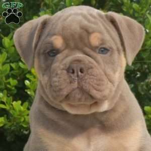 Diesel, Olde English Bulldogge Puppy