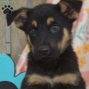Diesel, German Shepherd Puppy